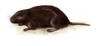 Image of: Blarinomys breviceps (Brazilian shrew mouse)