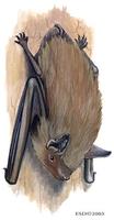 Image of: Myotis lucifugus (little brown bat)