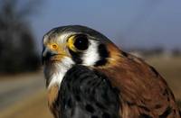 Falco sparverius - American Kestrel