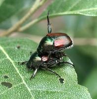 Image of: Popillia japonica (Japanese beetle)