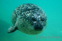 Phoca vitulina - Harbor Seal