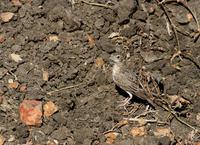 Image of: Eremopterix leucopareia (Fischer's sparrow-lark)