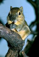 Callosciurus notatus - Plantain Squirrel