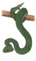 Image of: Atheris squamigera (green bush viper)