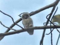 Forest Owlet - Heteroglaux blewitti