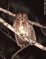 Moluccan Scops Owl - Otus magicus