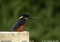 Azure Kingfisher - Alcedo azurea