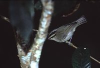 Mountain Warbler - Phylloscopus trivirgatus