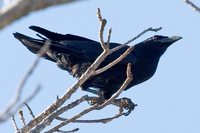 Cuban Crow - Corvus nasicus