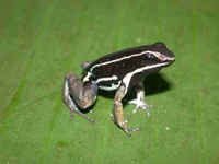: Ameerega hahneli; Pale-striped Poison Frog