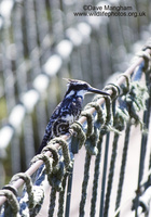 : Ceryte rudis; Pied Kingfisher