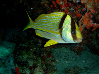 : Anisotremus virginicus; Porkfish