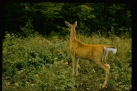 : Odocoileus sp.; Deer