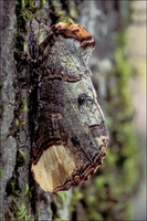 : Phalera bucephala; Buff-tip