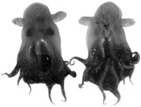 Grimpoteuthis abyssicola O'Shea 1999