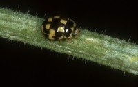 Propylea quatuordecimpunctata var. moravica