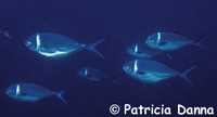 Trachinotus stilbe, Steel pompano: fisheries, gamefish