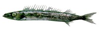 Nealotus tripes, Black snake mackerel: fisheries