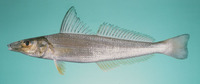 Sillago sihama, Silver sillago: fisheries, aquaculture