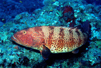 Plectropomus pessuliferus, Roving coralgrouper: fisheries, gamefish