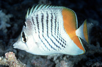 Chaetodon madagaskariensis, Seychelles butterflyfish: aquarium