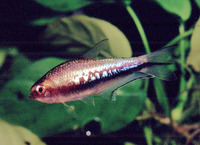 Nematobrycon lacortei, Rainbow tetra: aquarium