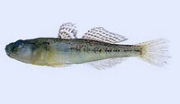 Chaenogobius castaneus, Biringo: fisheries