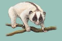Image of: Nycticebus coucang (slow loris)