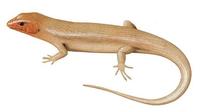 Image of: Eumeces laticeps (broad-headed skink)