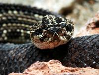 Crotalus durissus - Neotropical Rattlesnake