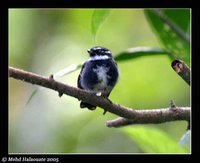 Friendly Fantail - Rhipidura albolimbata