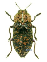 Poecilonota chinensis - 검정금테비단벌레