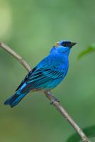 Golden naped tanager