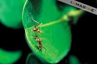 Tailot Ants photo
