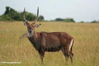 Male waterbuck (Kobus ellipsiprymnus), an antelope found in Western, Central Africa, East Africa...