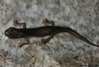 : Hydromantes genei; Sardinian Cave Salamander