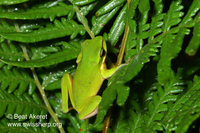 : Litoria fallax; Eastern Dwarf Tree Frog