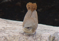 : Catherpes mexicanus; Canyon Wren
