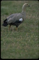 : Chloephaga picta; Upland Goose