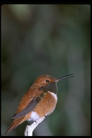 : Selasphorus rufus; Rufous Hummingbird