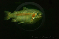 : Oncorhynchus mykiss; Rainbow Trout