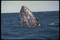 : Eschrichtius robustus; Gray Whale