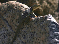 : Crotaphytus vestigium; Baja California Collared Lizard