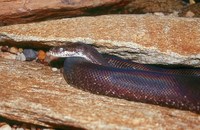 : Liasis mackloti savuensis; White-eyed Python