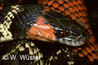 : Oxyrhopus guibei; False Coral Snake