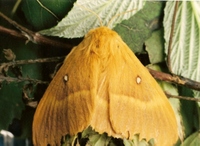 Lasiocampa quercus - Oak Eggar