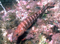 Serranus cabrilla, Comber: fisheries, gamefish, aquarium