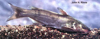 Ictalurus pricei, Yaqui catfish: