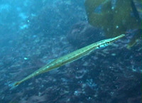 Aulorhynchus flavidus, Tube-snout: aquarium