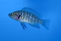 Neolamprologus savoryi, : aquarium